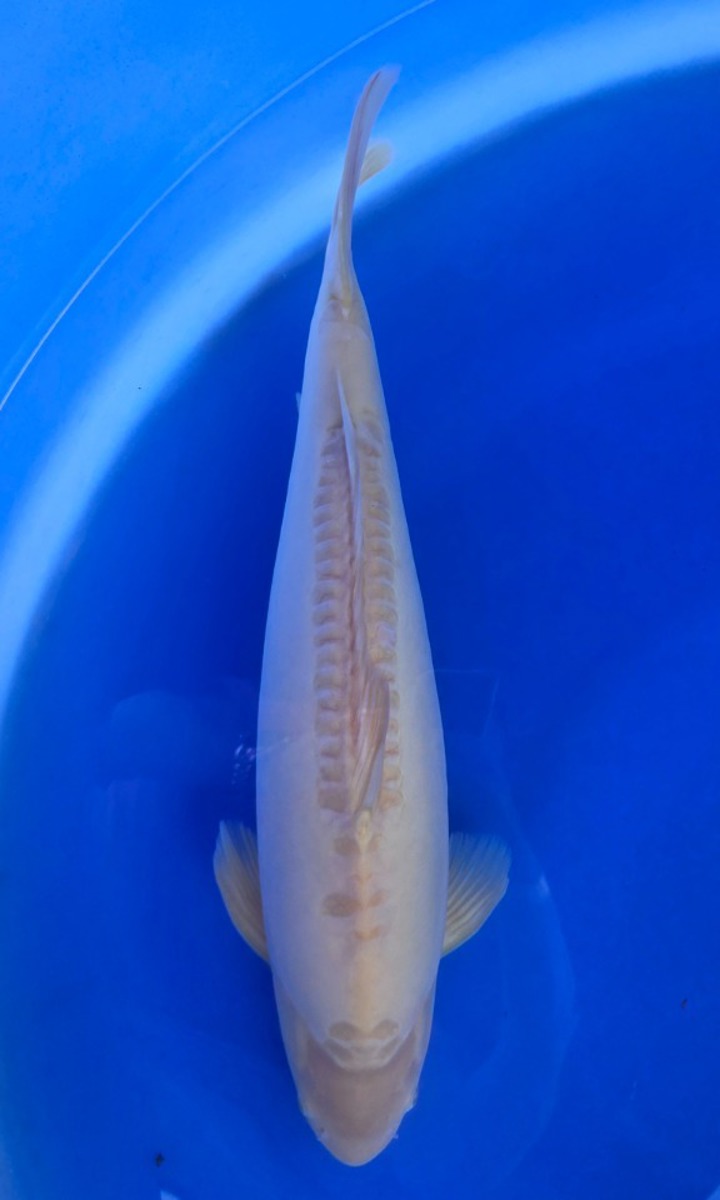 Koi picture