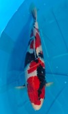 Koi