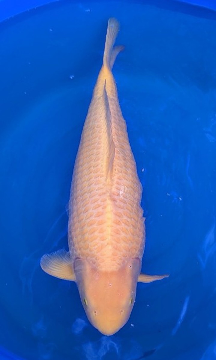 Koi picture