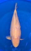 Koi