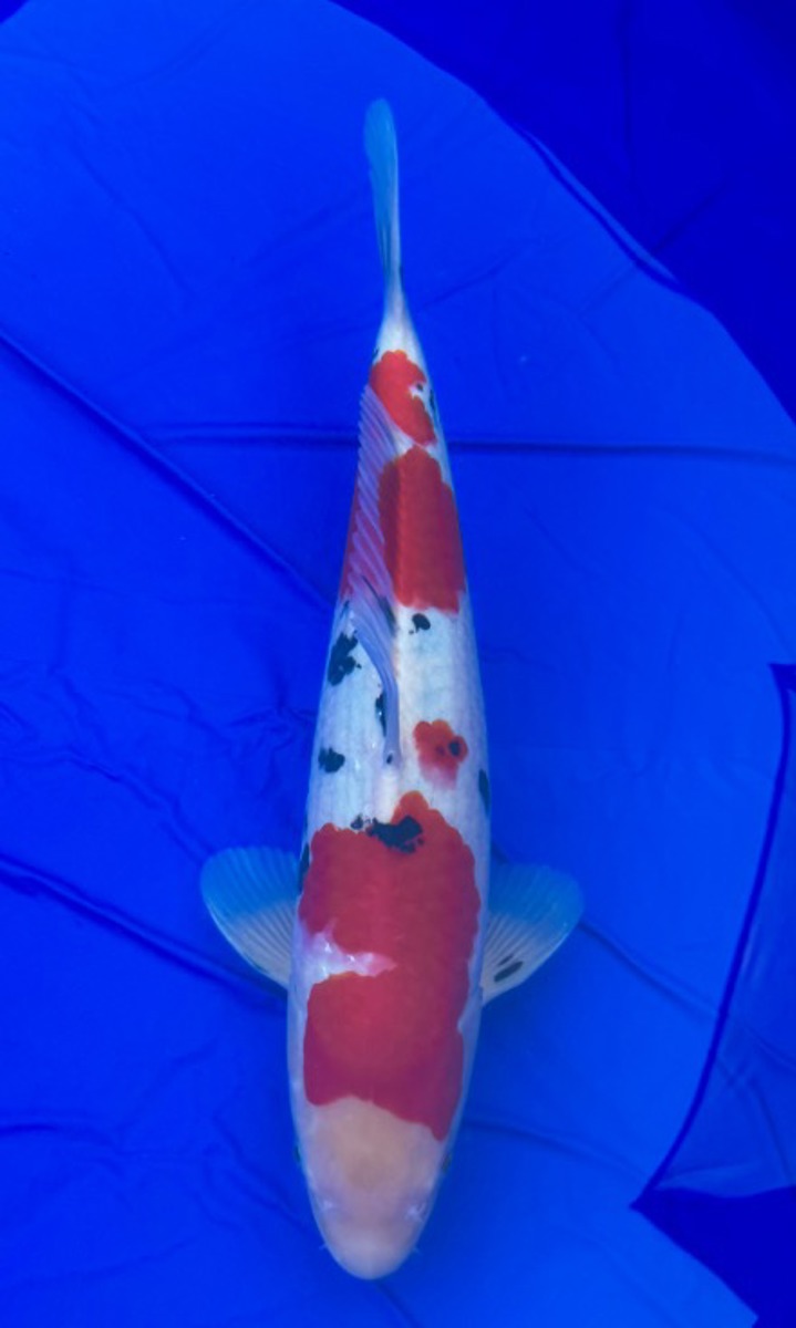 Koi picture