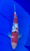 Koi