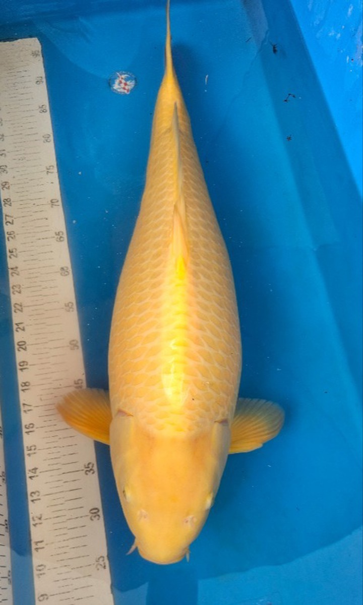 Koi picture