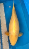 Koi