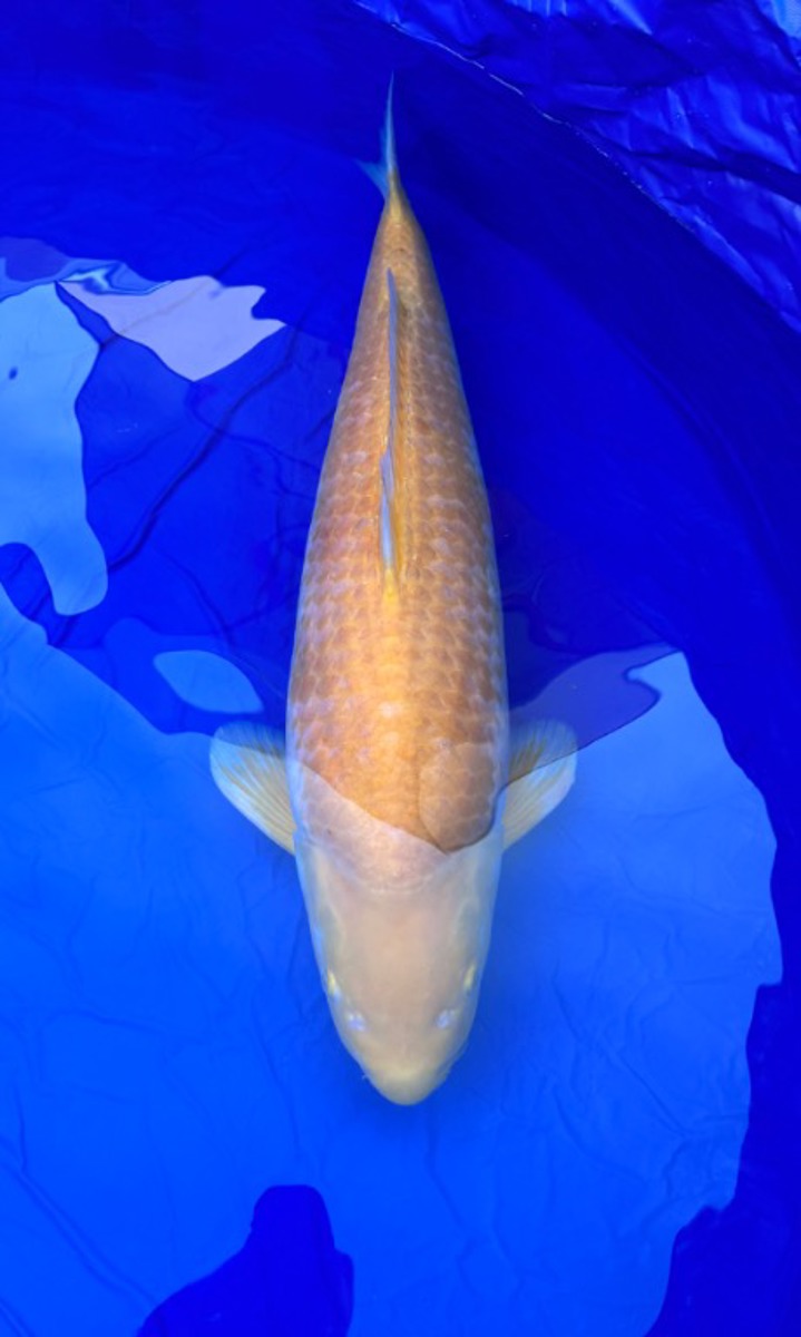 Koi picture