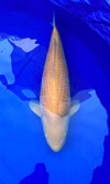 Koi