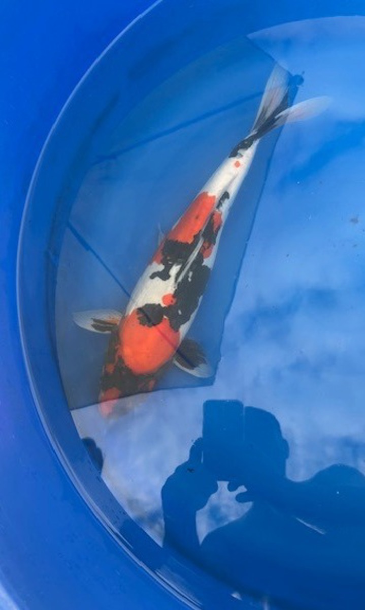 Koi picture