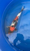 Koi