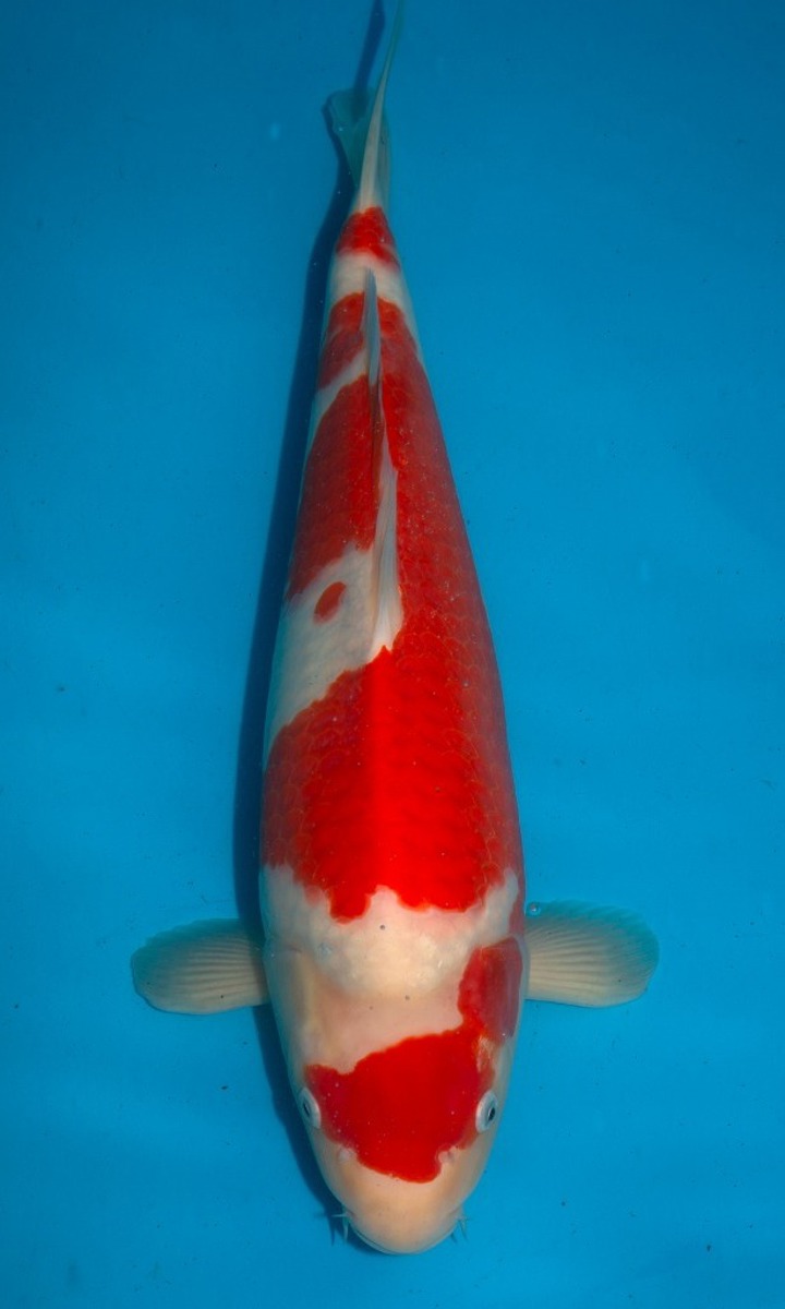 Koi picture