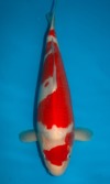 Koi