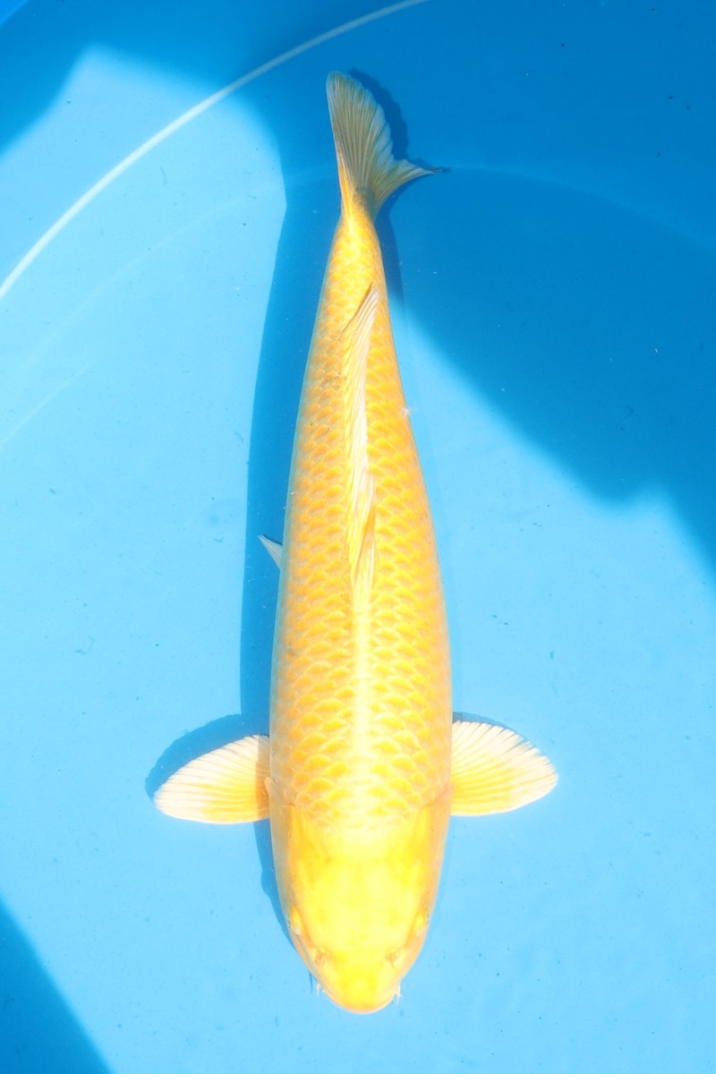 Koi picture