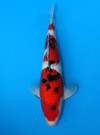 Koi
