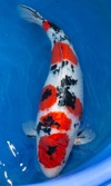 Koi