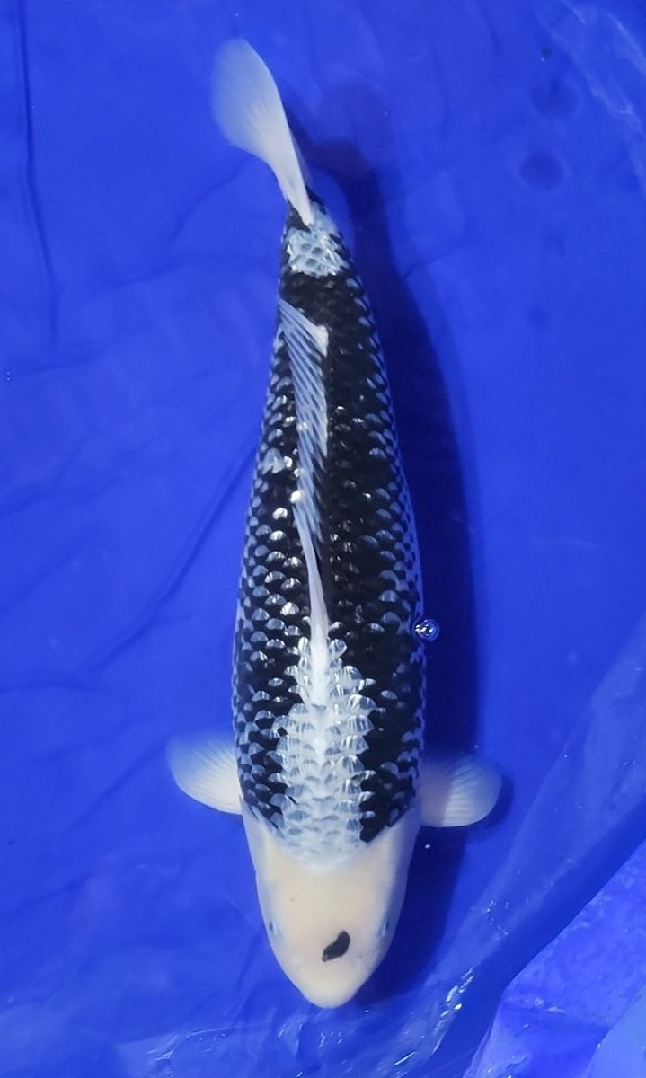 Koi picture