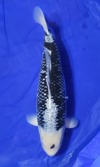 Koi