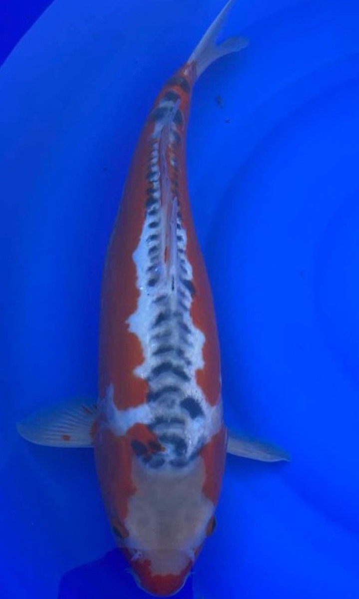 Koi picture
