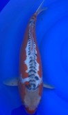 Koi