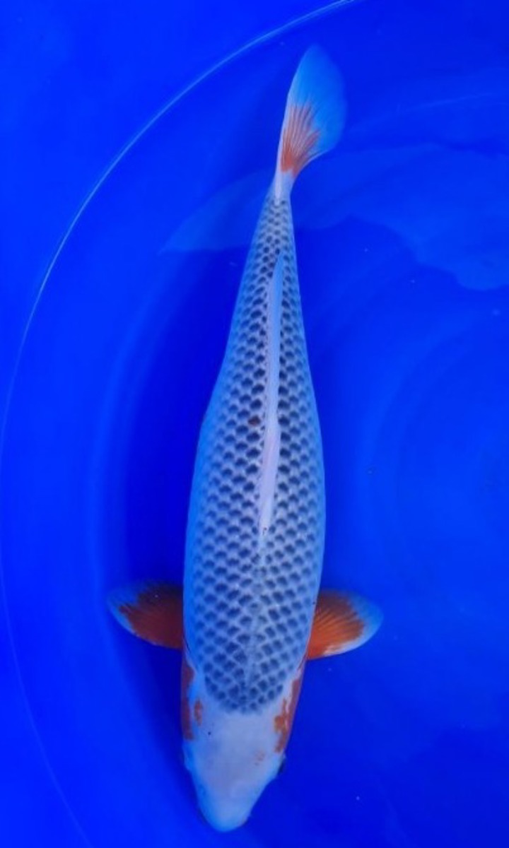 Koi picture