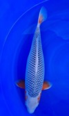 Koi