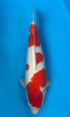 Koi