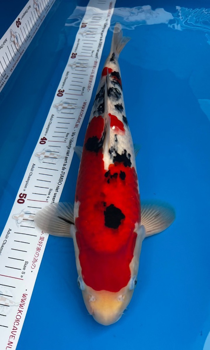 Koi picture