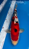 Koi