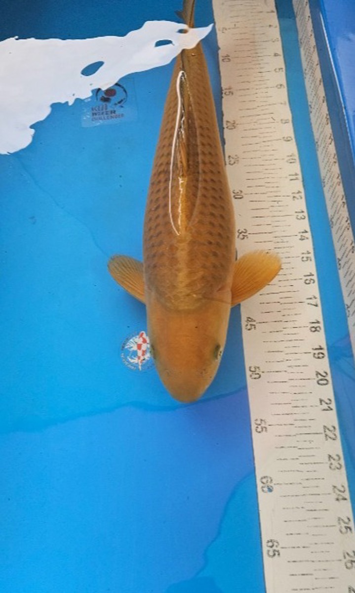 Koi picture