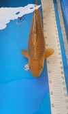 Koi