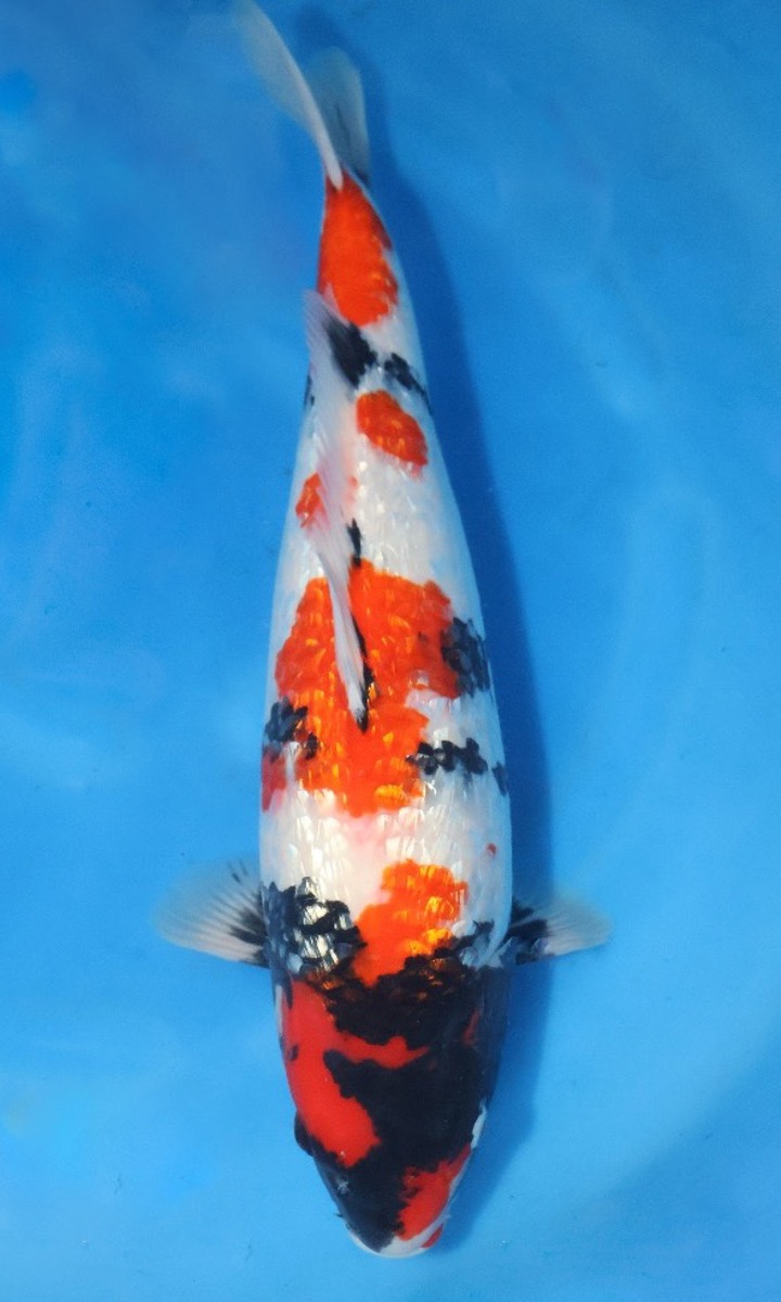 Koi picture