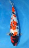 Koi