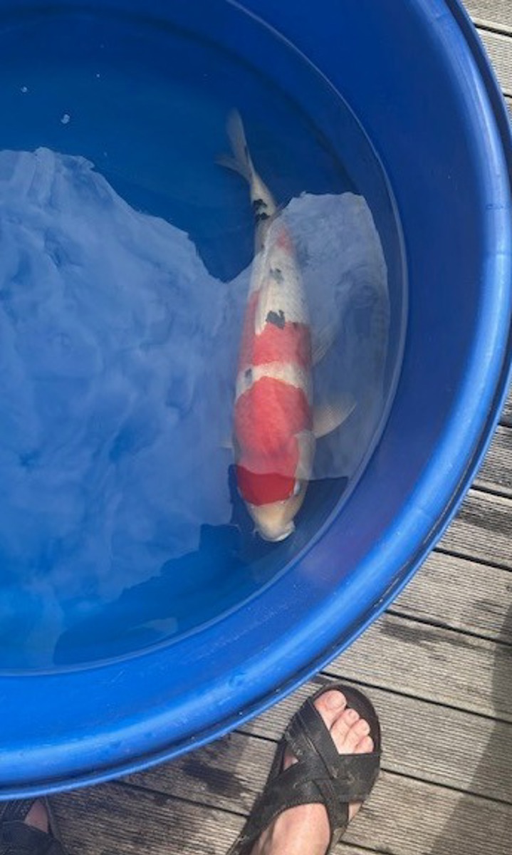 Koi picture