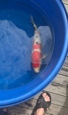 Koi