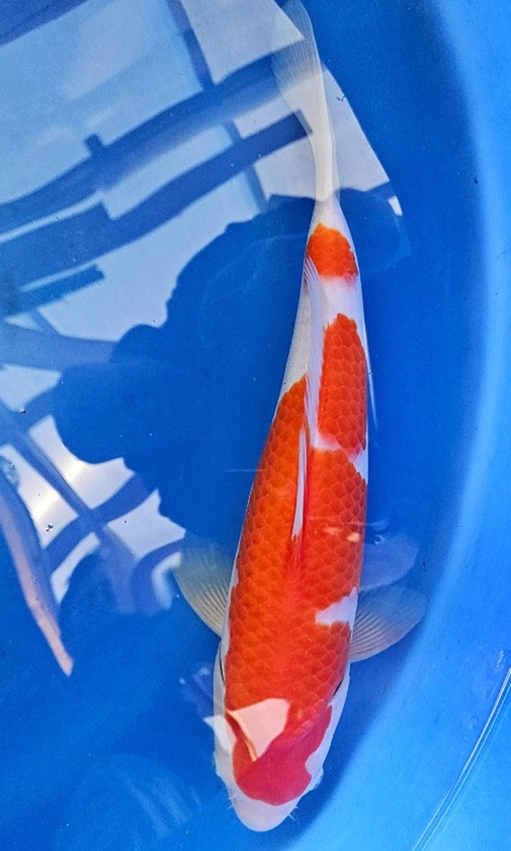 Koi picture