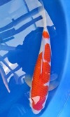 Koi
