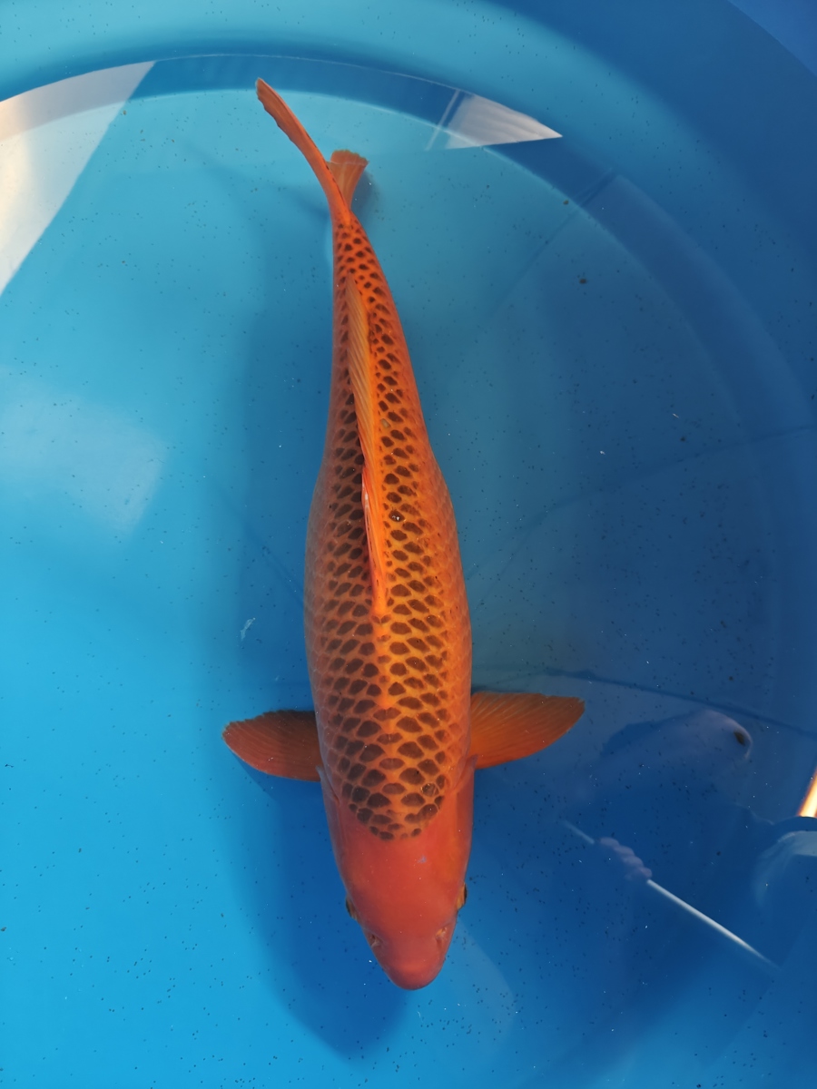 Koi picture