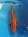 Koi