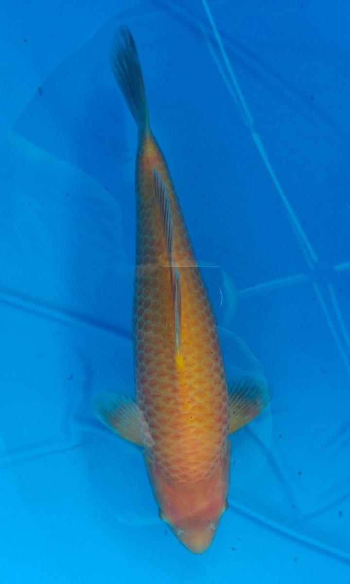 Koi picture