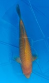 Koi