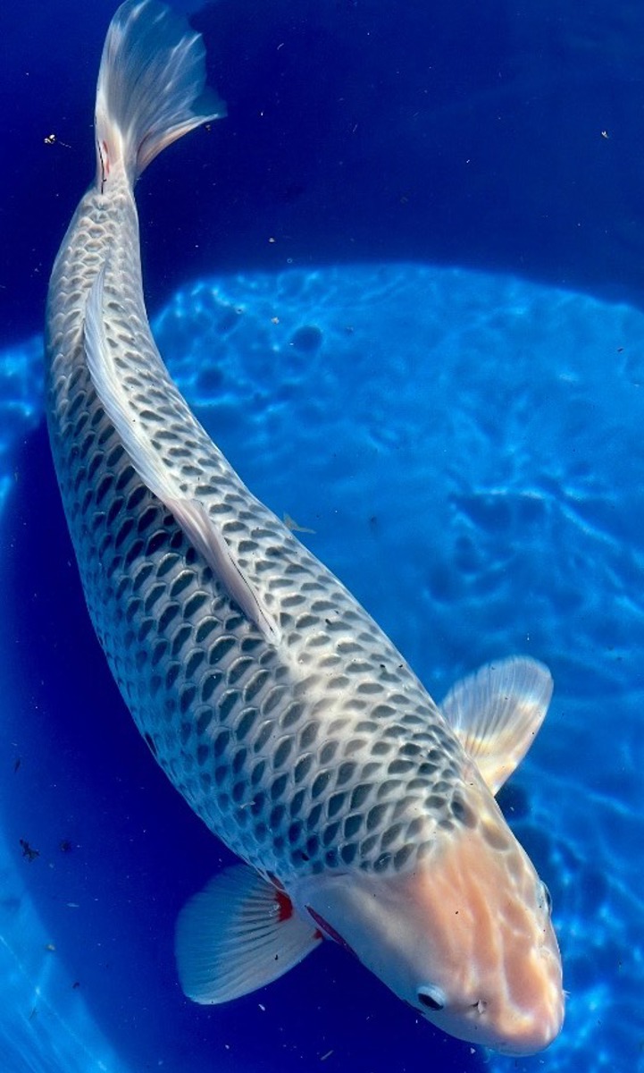 Koi picture