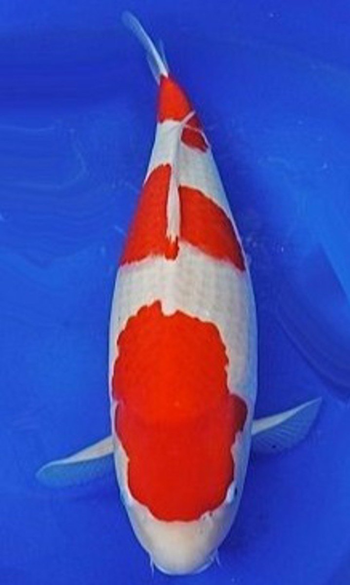 Koi picture