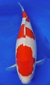Koi