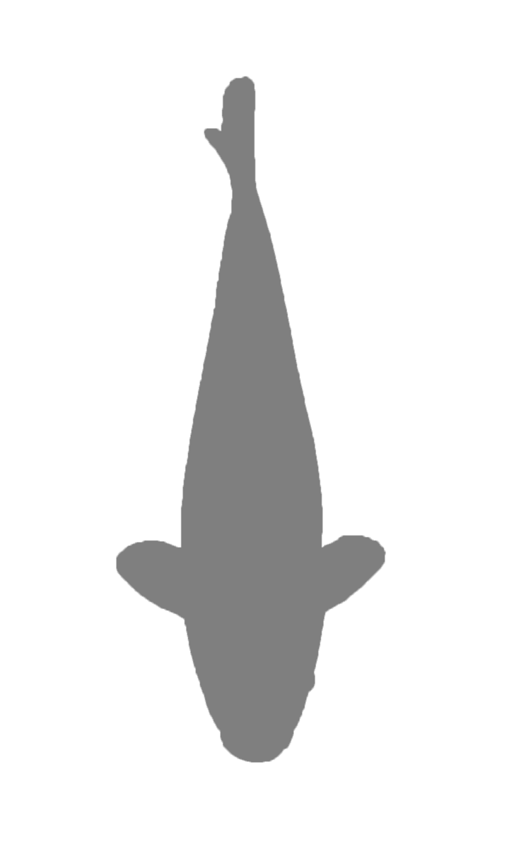 Koi picture
