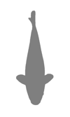 Koi