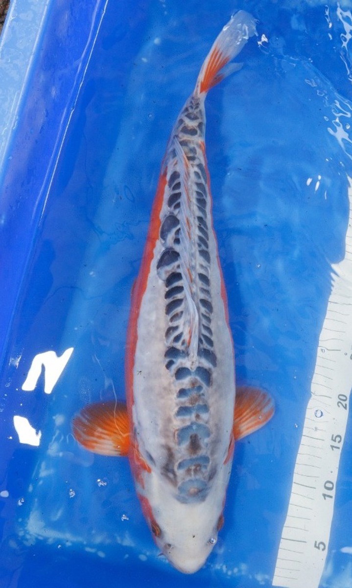 Koi picture