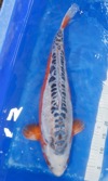 Koi