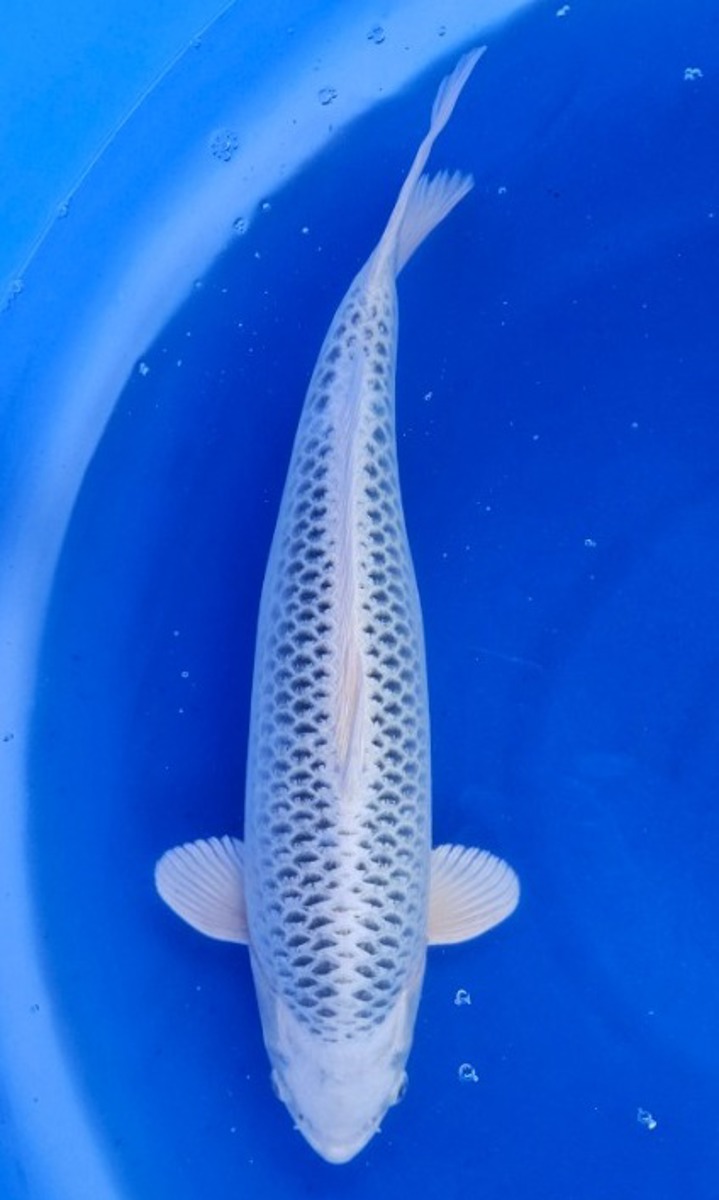 Koi picture