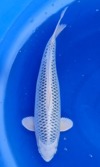 Koi