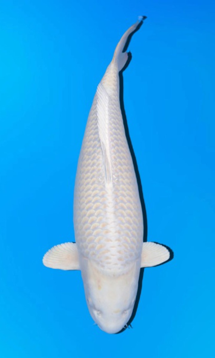 Koi picture