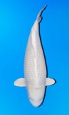Koi