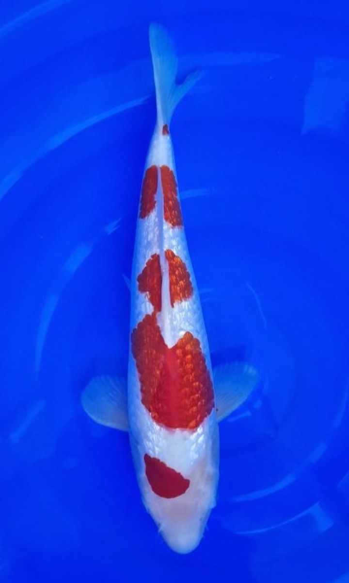 Koi picture